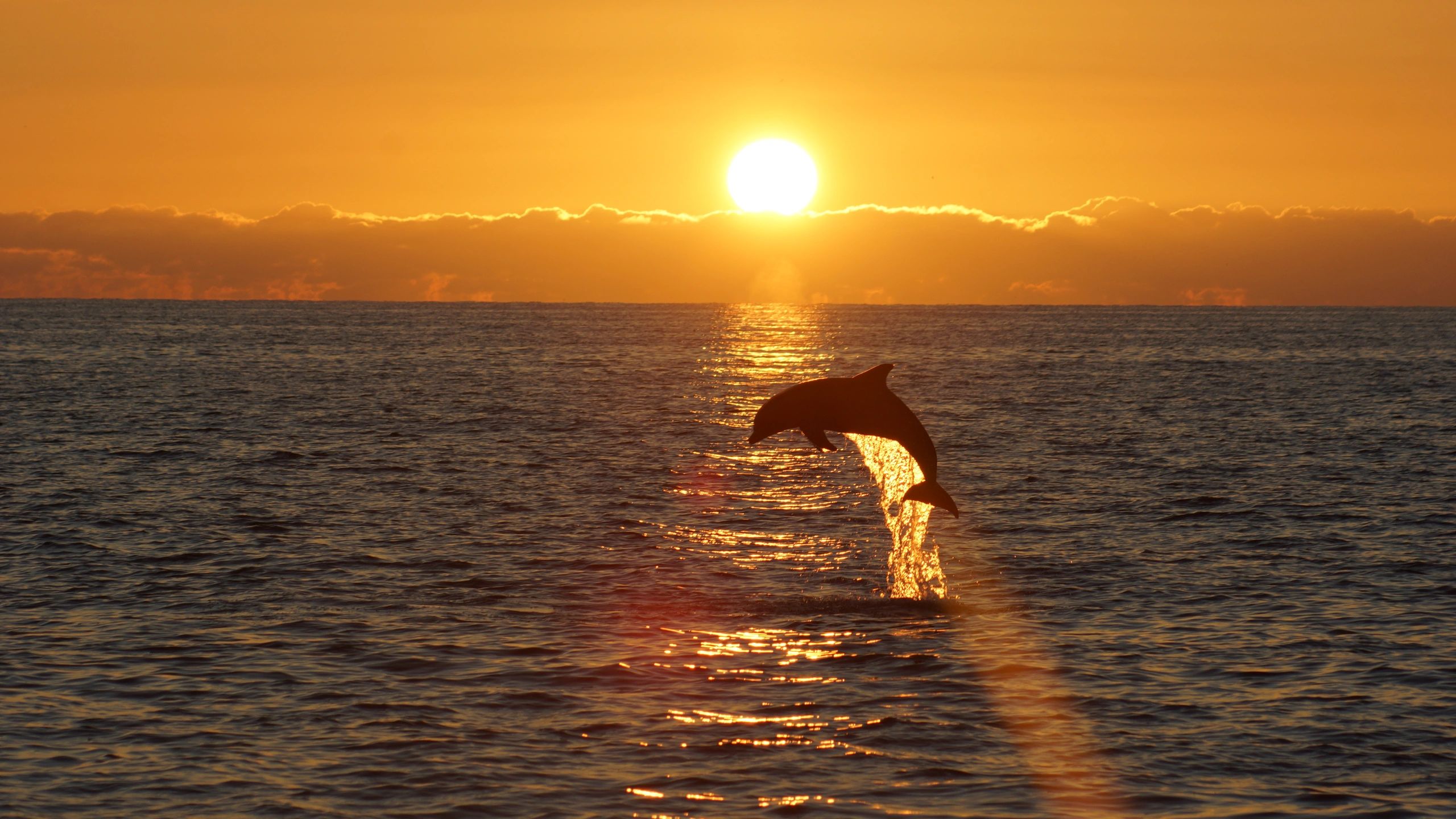 Dolphin leaping from ocean at golden sunset